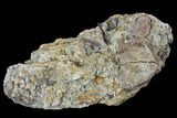 Fossil Hadrosaur Phalanx In Situ - Aguja Formation, Texas #88790-1